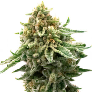 Northern Skunk feminized marijuana seeds