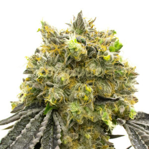 Northern Sunrise feminized marijuana seeds