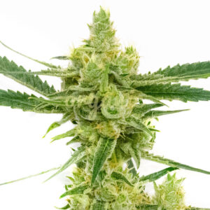 Northern Sunset feminized marijuana seeds