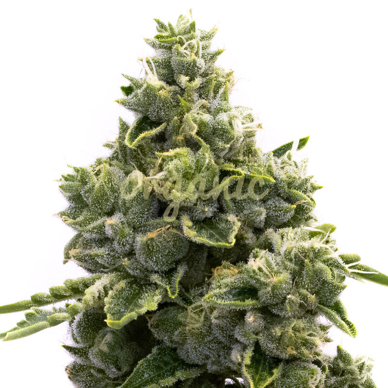 NYC Diesel Autoflower marijuana seeds