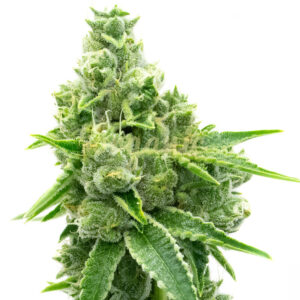 NYC Diesel feminized marijuana seeds