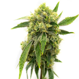 Obsidian OG feminized marijuana seeds