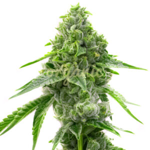 OG Kush Fast Version marijuana seeds