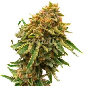 Orange Bud feminized marijuana seeds