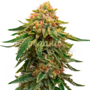 Orange Skunk feminized marijuana seeds