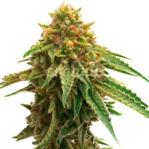 Oregon Peach feminized marijuana seeds