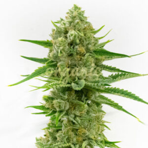 Oregon Underdawg feminized marijuana seeds