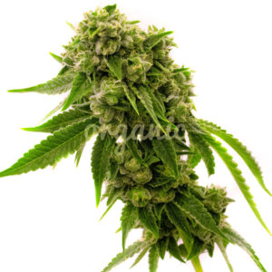 Original Cheese feminized marijuana seeds