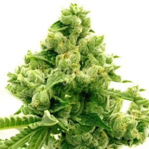 Original Lemon Pie feminized marijuana seeds