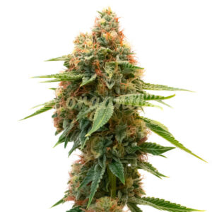 Panama feminized marijuana seeds