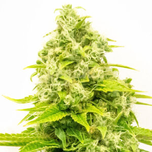 Phantom Menace feminized marijuana seeds