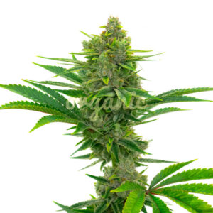 Pine Autoflower marijuana seeds