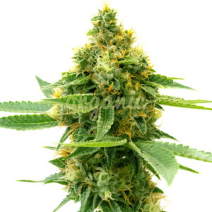 Pineapple Autoflower marijuana seeds