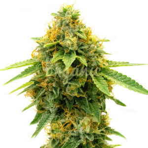 Pineapple Haze feminized marijuana seeds