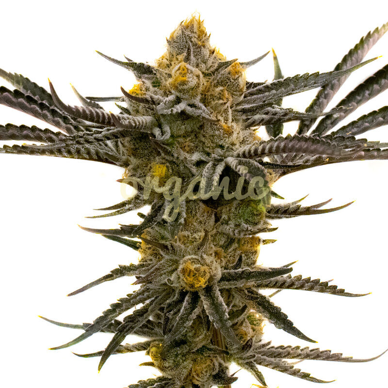 Platinum Cookies feminized marijuana seeds