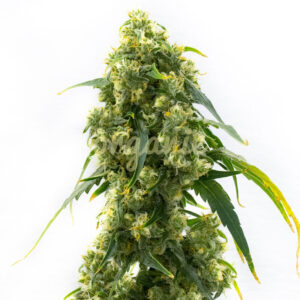 Power Plant Fast Version marijuana seeds