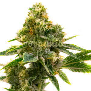 Power Plant feminized marijuana seeds