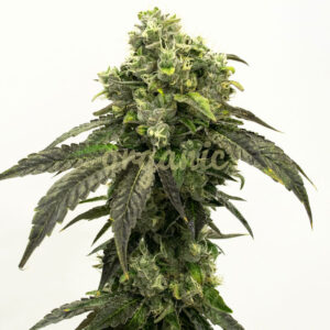 Pure Haze feminized marijuana seeds