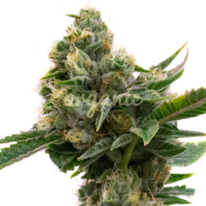 Pure Indica feminized marijuana seeds