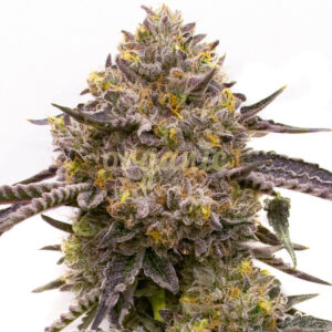 Purple Haze feminized marijuana seeds