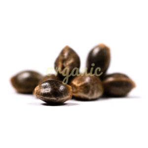 Purple Helmet feminized marijuana seeds
