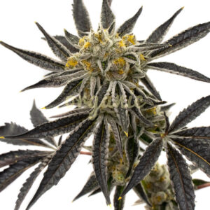 Purple Jazz feminized marijuana seeds