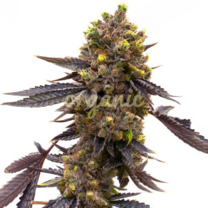 Purple Kush Autoflower marijuana seeds