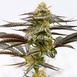 Purple Kush feminized marijuana seeds