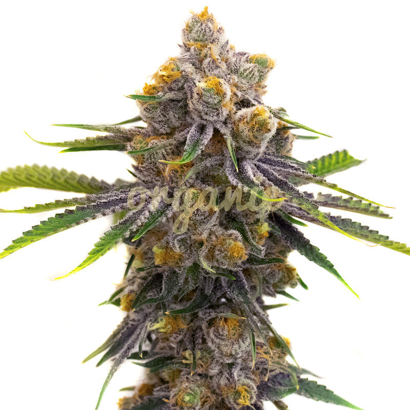 Purple Punch Autoflower marijuana seeds