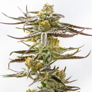 Purple Punch feminized marijuana seeds