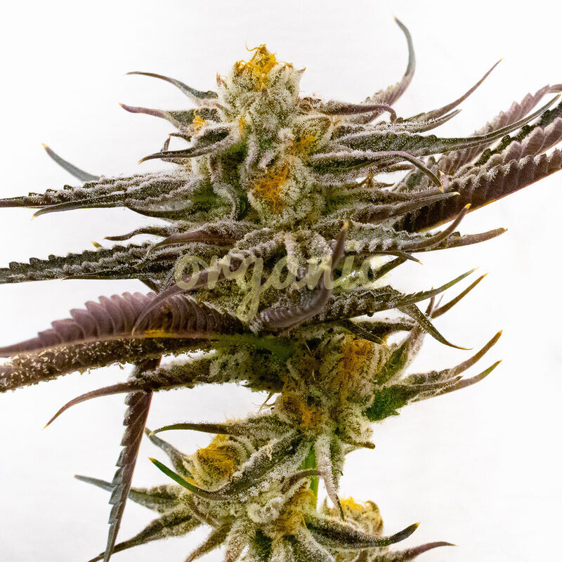 Purple Star Killer feminized marijuana seeds