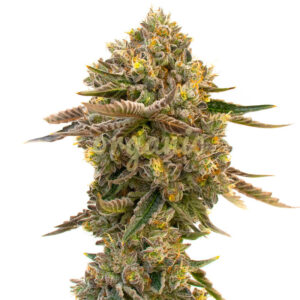 Purple Sunset Autoflower marijuana seeds