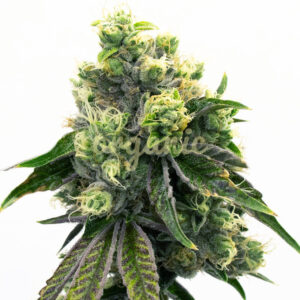 Purple Urkle feminized marijuana seeds