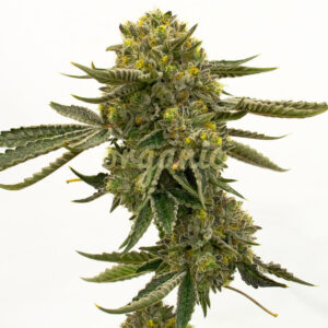 Quarter Pounder Autoflower marijuana seeds