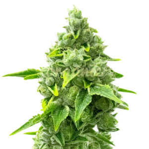 Rainbow Glue feminized marijuana seeds