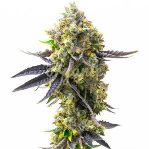 Rainbow Gum feminized marijuana seeds