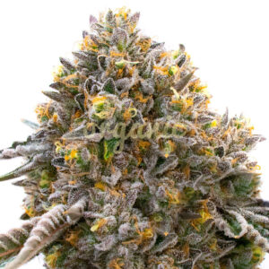 Rainbow Zest feminized marijuana seeds