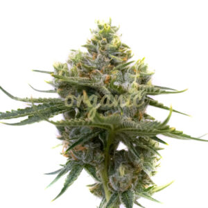 Raisinberry Autoflower marijuana seeds