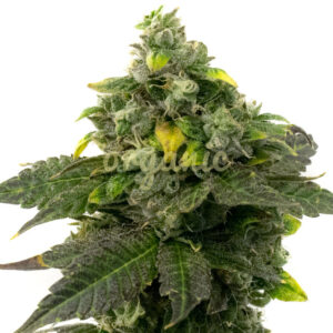 Red Bruce feminized marijuana seeds