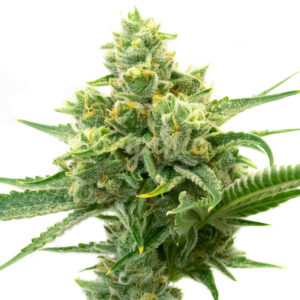 Rosetta Skunk Fast Version marijuana seeds