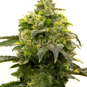 Rosetta Stone feminized marijuana seeds