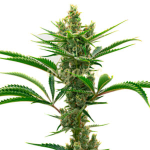 Runtz feminized marijuana seeds