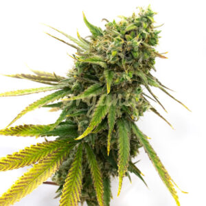 San Fernando Valley Kush feminized marijuana seeds