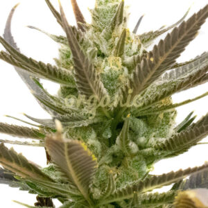 Shishkaberry feminized marijuana seeds