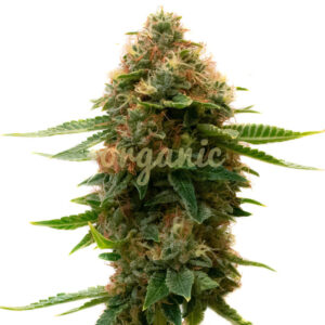 Shishkaberry Kush feminized marijuana seeds