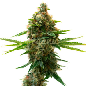 Shishkaberry Punch feminized marijuana seeds