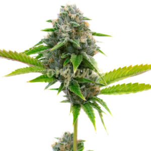 Siberian Snow feminized marijuana seeds