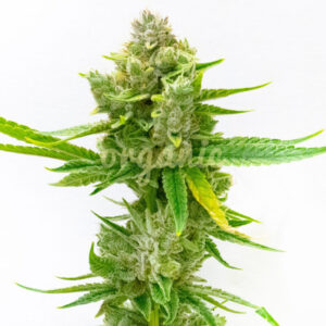 Sister Act feminized marijuana seeds