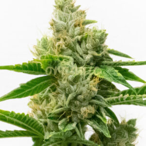 Skunk #1 Autoflower marijuana seeds