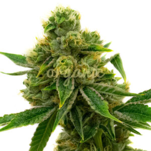 Skunk #1 feminized marijuana seeds